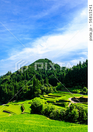つづら棚田　【福岡県うきは市】 56815241