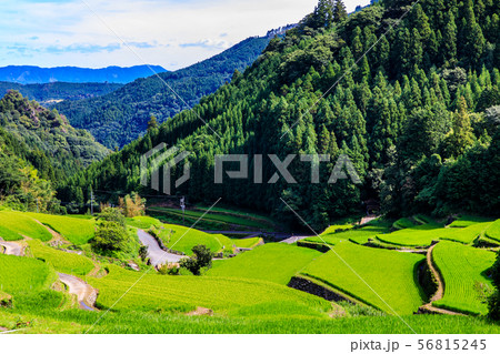つづら棚田　【福岡県うきは市】 56815245