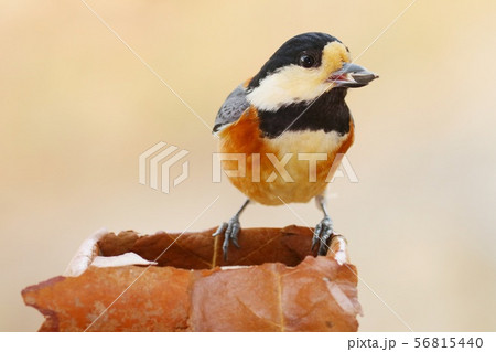 ヤマガラ　野鳥　クローズアップ 56815440