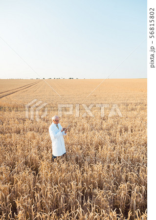Agriculture scientist doing research in grain test field tracking data 56815802