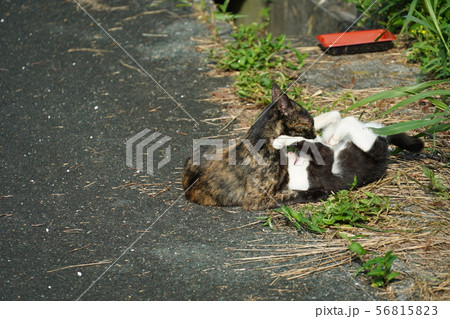 猫・野良猫・錆柄・さびちゃん・子猫・モモちゃん・真夏・じゃれる 猫・野良猫・錆柄・さびちゃん・子猫・モモちゃん・真夏・じゃれる 56815823