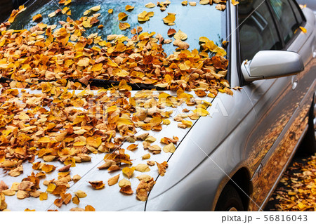 Car covered with autumn leaves Car covered with autumn leaves 56816043