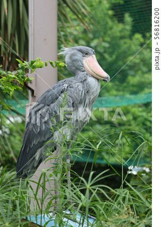 東京・上野動物園のハシビロコウ 東京・上野動物園のハシビロコウ 56816200