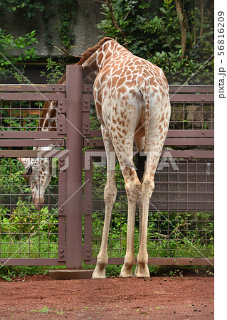 東京・上野動物園のキリンの写真素材 [56816209] - PIXTA