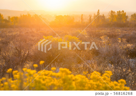 Autumn meadow 56816268