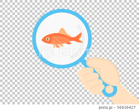 金魚すくい 金魚すくい 56816427