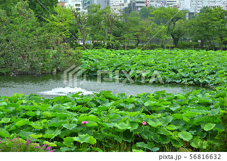 東京・不忍池 56816632