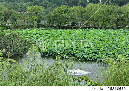 東京・不忍池 東京・不忍池 56816635