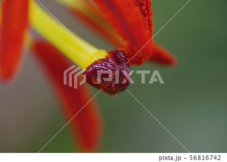 黄色いユリの花 黄色いユリの花 56816742