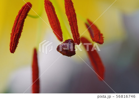 黄色いユリの花 黄色いユリの花 56816746