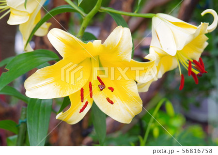 黄色いユリの花 黄色いユリの花 56816758