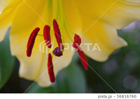 黄色いユリの花 黄色いユリの花 56816760