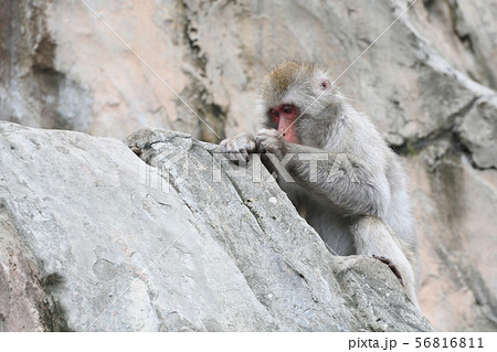 東京・上野動物園のニホンザル 東京・上野動物園のニホンザル 56816811
