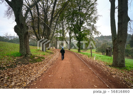 Walk in the countryside, woods with gravel road Walk in the countryside, woods with gravel road 56816860