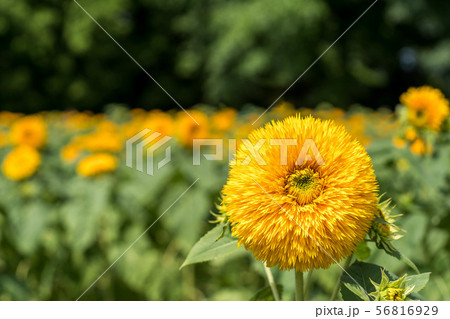 ひまわり58 ひまわり58 56816929