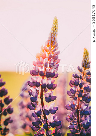 Wild Flowers Lupine In Summer Field Meadow. Close Up. Lupinus, Lupin Wild Flowers Lupine In Summer Field Meadow. Close Up. Lupinus, Lupin 56817048
