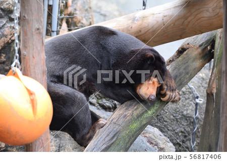 東京 上野動物園のマレーグマの写真素材