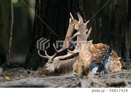 Fallow deer sleeping on the ground in forest in summer Fallow deer sleeping on the ground in forest in summer 56817428