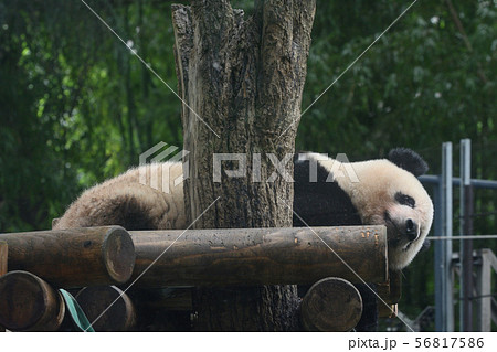 東京・上野動物園のパンダ 56817586