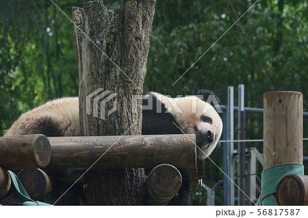 東京・上野動物園のパンダ 56817587