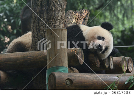 東京・上野動物園のパンダ 56817588