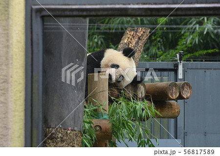 東京・上野動物園のパンダ 56817589