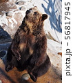Grizzly Bear in Hokkaido Japan 56817945