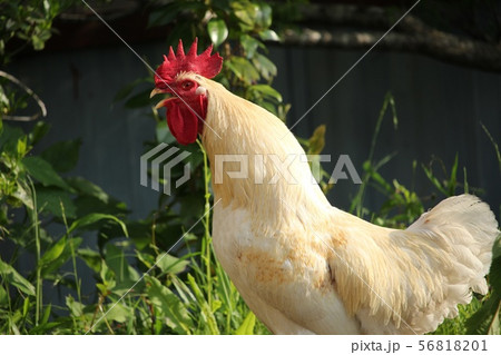 雄鶏 56818201