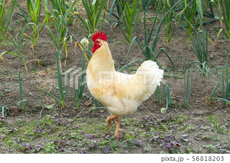 雄鶏 56818203