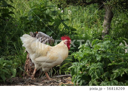 雄鶏 56818209