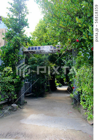 《沖縄県》　備瀬のフクギ並木 56818359