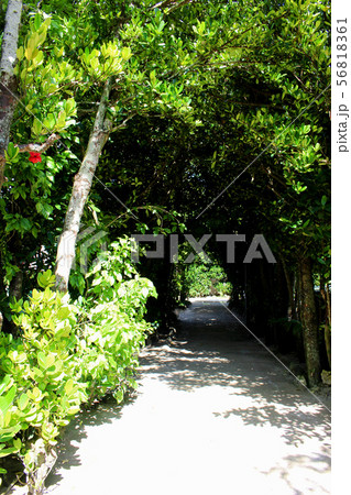 《沖縄県》　備瀬のフクギ並木 56818361