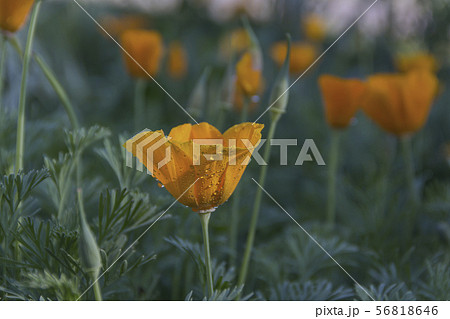 Yellow flower with raindrops in the garden 56818646