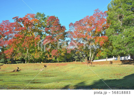 紅葉に鹿 56818883