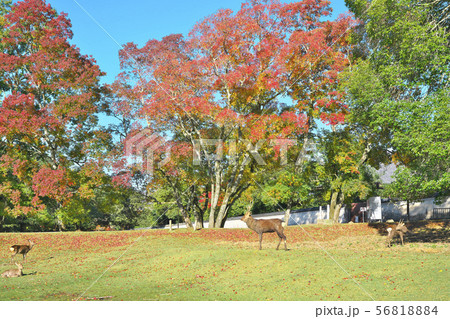 紅葉に鹿 56818884