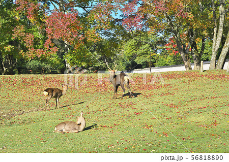 紅葉に鹿 56818890