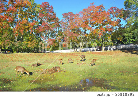 紅葉に鹿 56818895