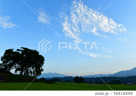 韮崎市わに塚、秋の気配漂う田んぼの中の一本桜 56818899