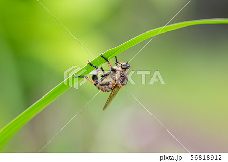 産卵するアブ 56818912