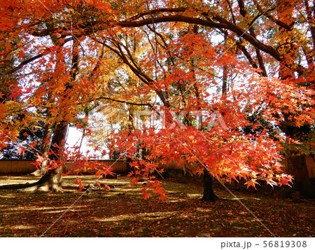 滋賀院門跡 慈眼堂 紅葉 滋賀院門跡 慈眼堂 紅葉 56819308