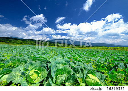嬬恋高原キャベツ畑 56819535