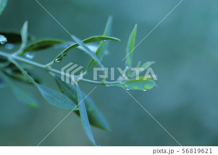 朝露に濡れる 56819621