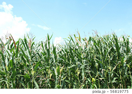 デントコーン　栃木県真岡市 56819775