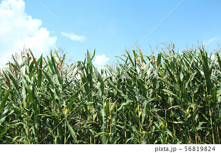 デントコーン　栃木県真岡市 56819824