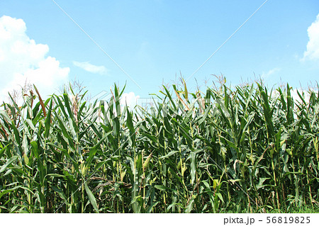 デントコーン 栃木県真岡市 デントコーン 栃木県真岡市 56819825