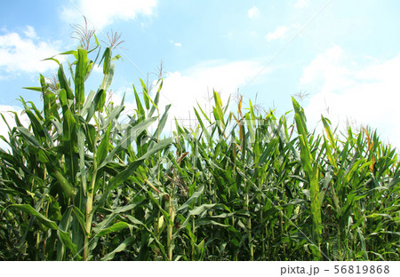 デントコーン 栃木県真岡市 デントコーン 栃木県真岡市 56819868