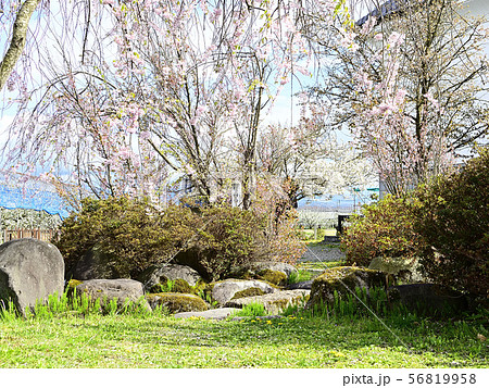 桜のアーチ 桜のアーチ 56819958