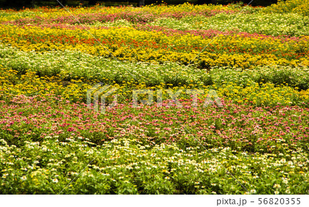 colorful zinnia elegans flowers colorful zinnia elegans flowers 56820355