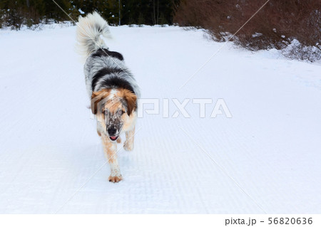 big dog running, snow winter background 56820636