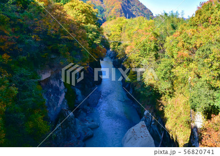手取峡谷　不老橋　紅葉 56820741
